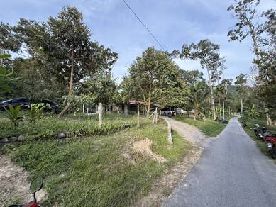 Dusun Durian 200 batang pokok untuk dijual