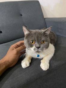 bsh jantan