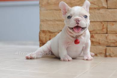 Mini french bulldog 