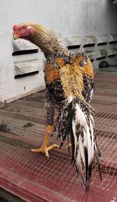 Aseel parrot beak cross jantan