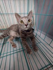 Female cat for Adoption 