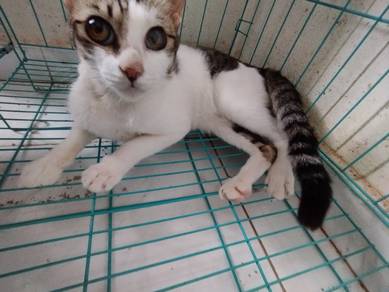 Male Cat for adop
