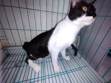 Male cat 