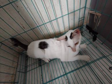 A male Cat for adop