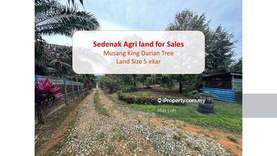 Agricultural Land About 5 Acre @ Kulai Sedenak Durian Tree Land, Johor