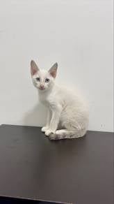Siamese cat kucing siam
