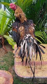 Ayam Aseel parrot beak ori