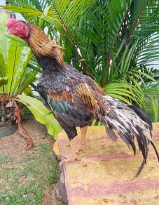 Ayam Aseel parrot beak ori