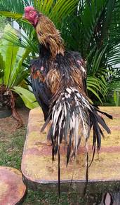 Ayam Aseel parrot beak ori