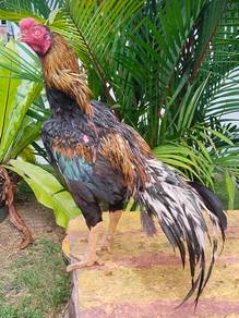 Ayam Aseel parrot beak ori