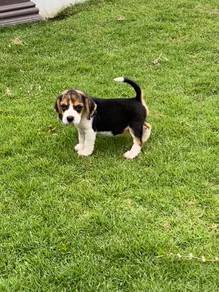 Tricolour Beagle puppy