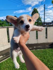 Pure Breed Corgi Puppy (MKA)