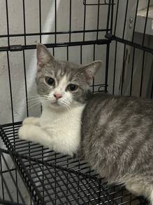 Dsh For Adoption
