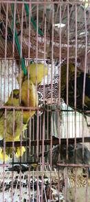 tekukur anak suap tungal