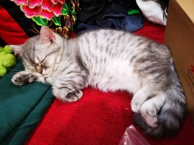 3 months Female BSH Kitten 