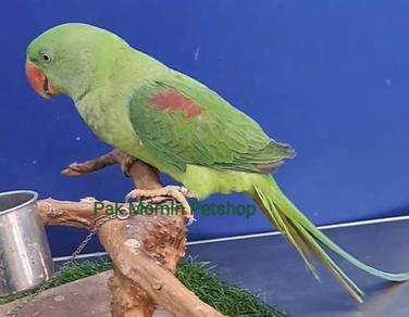 Burung, parrot,