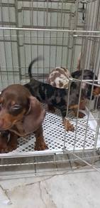 Pastels Dachshund