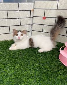 Super short Minuet kitten