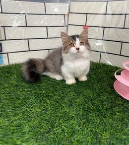 Longhair Munchkin kitten