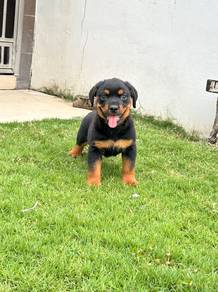Pure Rottweiler puppies