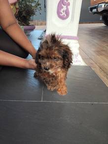 Mini male toy poodle