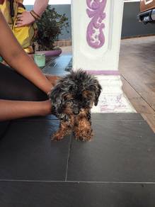 Mini male toy poodle 