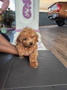 Mini female toy poodle 