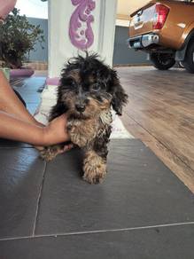 Mini male toy poodle
