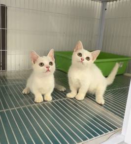 White Munchkin kitten