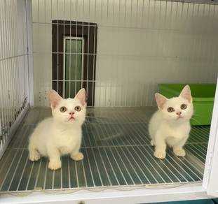 White Munchkin kitten