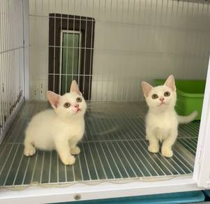 White Munchkin kitten