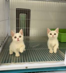 White Munchkin kitten