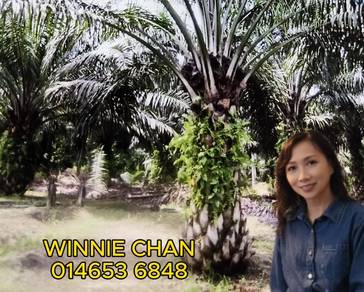 Oil Palm Plantation For sale