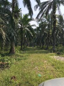 Tanah Pertanian di Kampung Pak Dollah