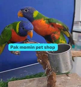 Burung, parrot, rainbow lorrykeet
