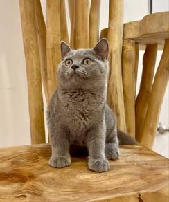 British Shorthair Blue