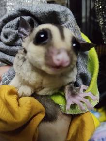 white face mosiac sugar glider