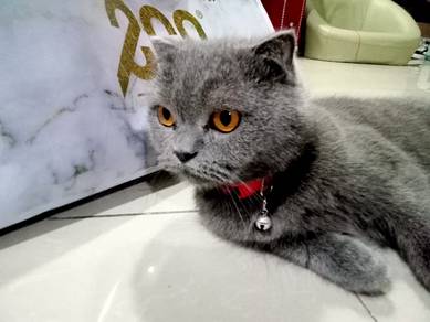 kucing Utk di jual