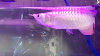 Arowana Super Highback