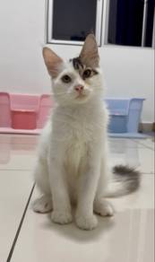 Mainecoon