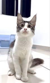 Mainecoon Tabby