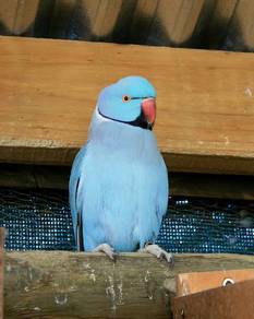 Burung, parrot, indian ring neck