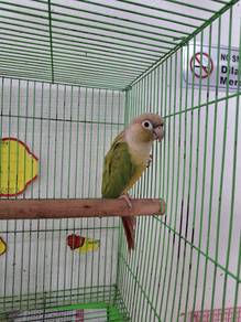 Burung, parrot