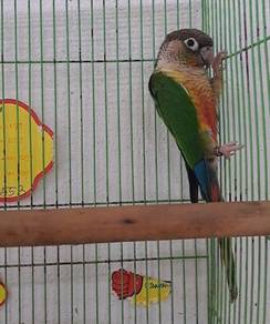 Burung, parrot