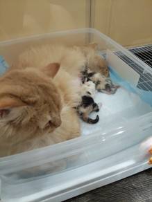 New born BSH BLH Calico Kitten 
