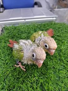 Burung, parrot, burung murah