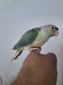 Burung, parrot