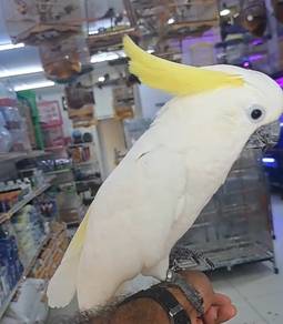 Parrot, burung