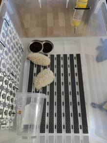 HedgeHog Albino Pair 