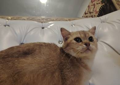 Bsh Golden